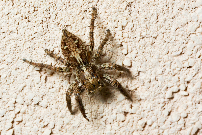 Plexippus paykulli