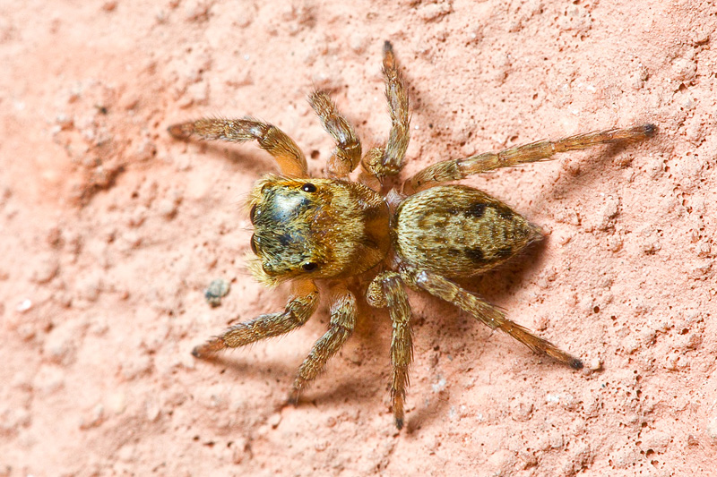 Hasarius adansoni