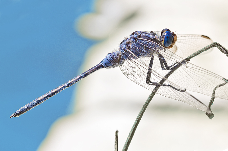 Un altro Orthetrum: O. trinacria