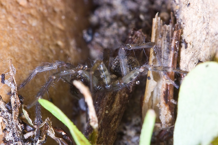 Lycosoides flavomaculata (Agelenidae) da Malta