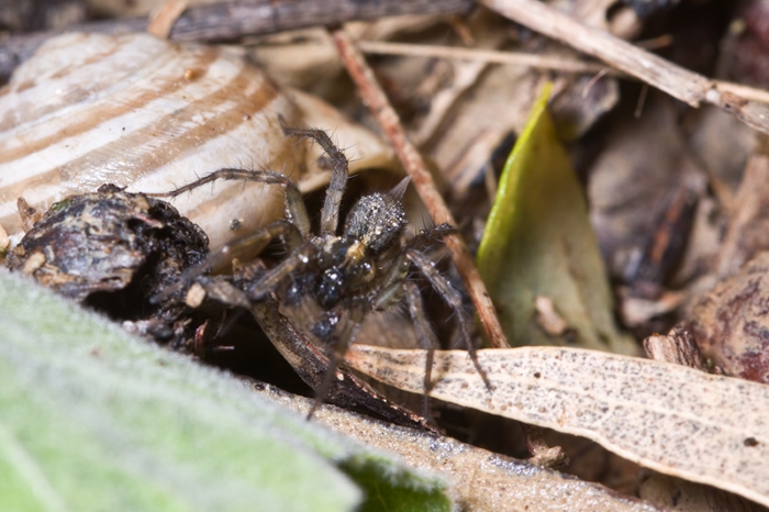 Lycosoides flavomaculata (Agelenidae) da Malta