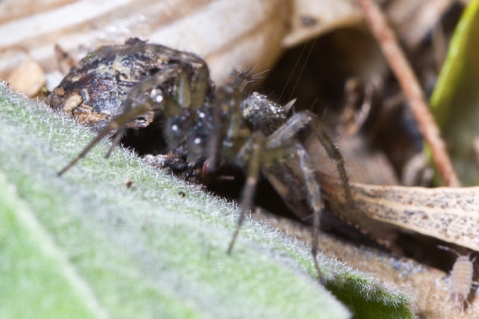 Lycosoides flavomaculata (Agelenidae) da Malta