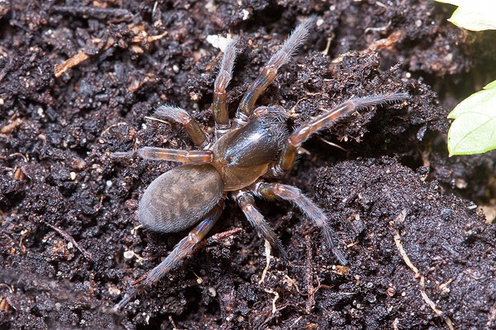 Amaurobius erberi