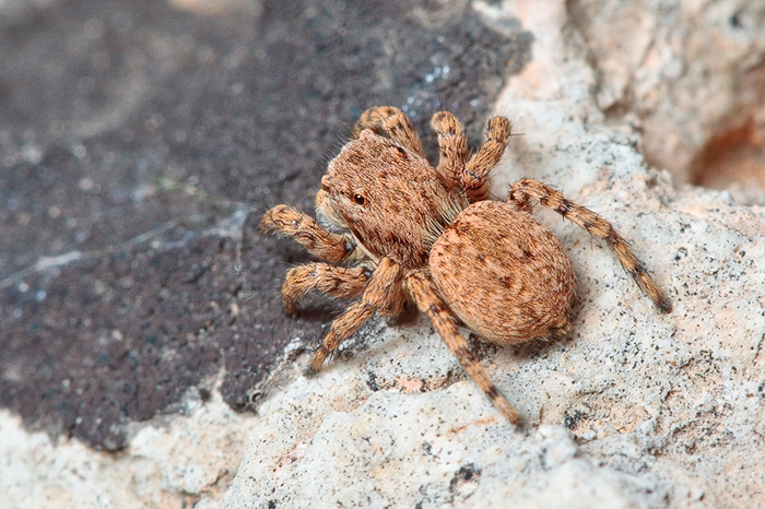 Aelurillus sp.