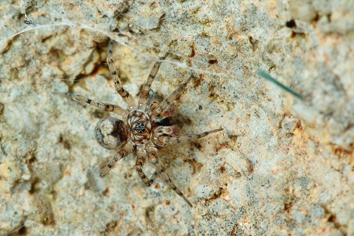 Oecobius sp.