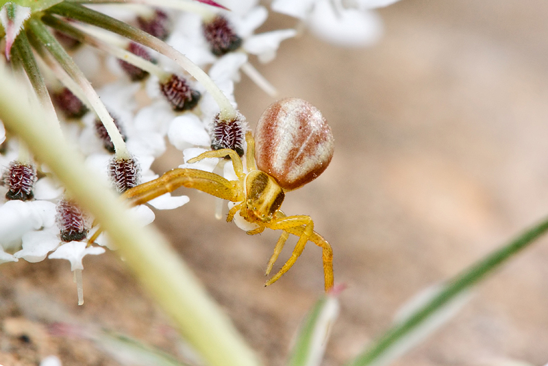 Runcinia grammica