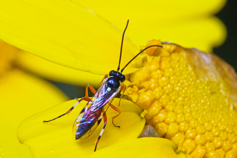 Ichneumonidae  di Malta