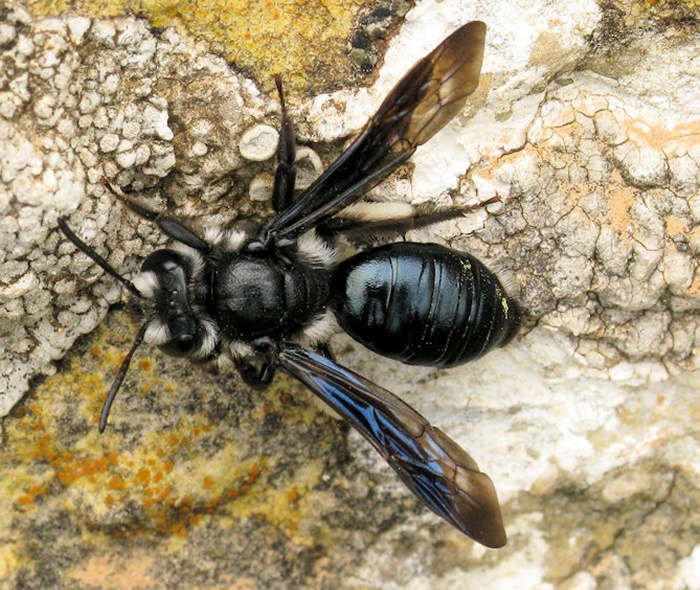 Andrena cfr agilissima