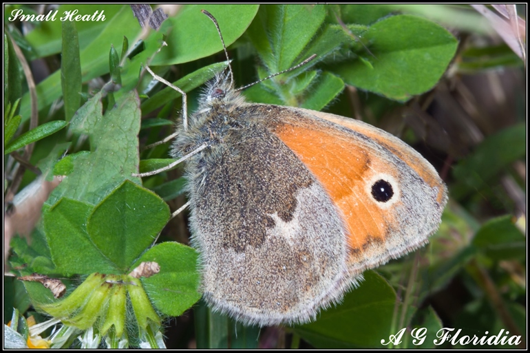 Coenonympha  pamphilus