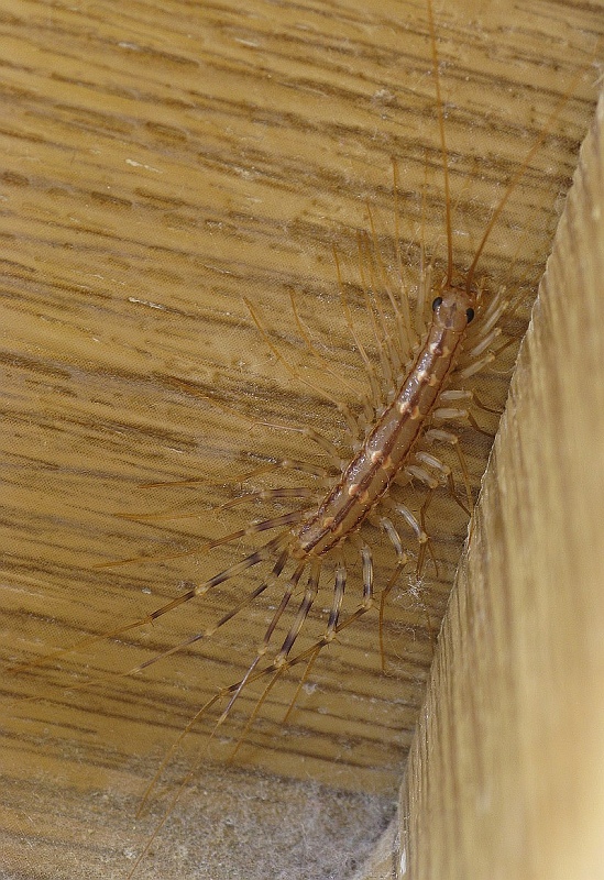 Scutigera coleoptrata di Malta