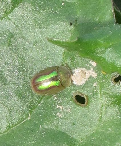 Cassida cfr vittata da malta