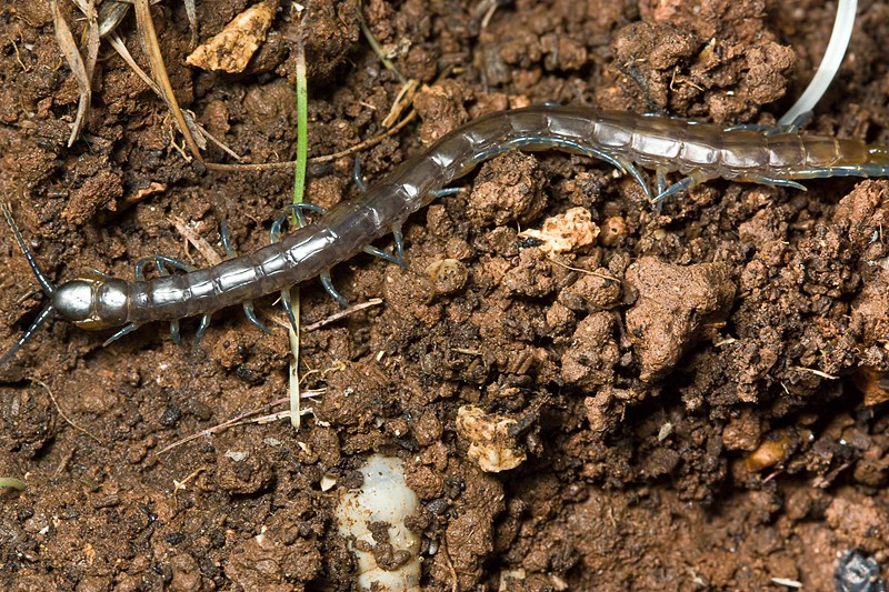 Scolopendra cfr oraniensis di Malta