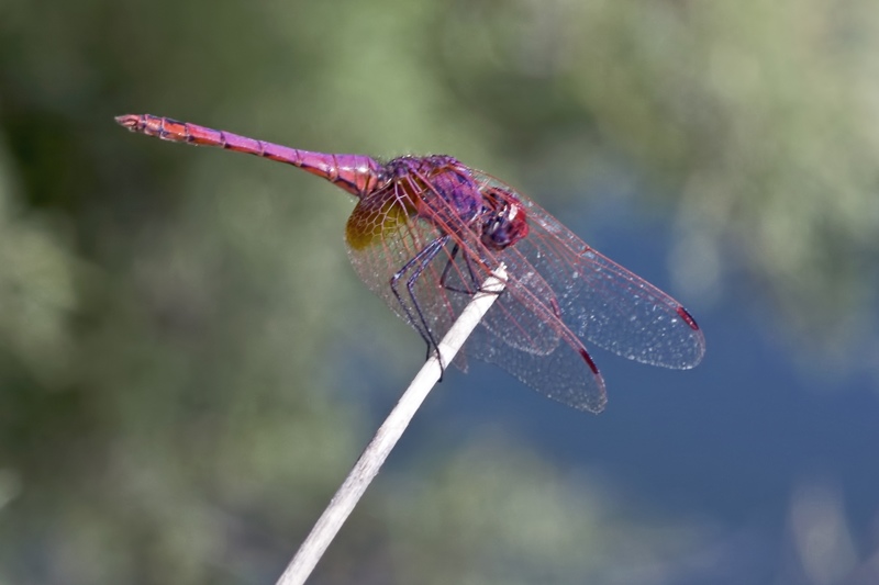 S. fonscolombei o C. erythraea? - C. erythraea e T. annulata