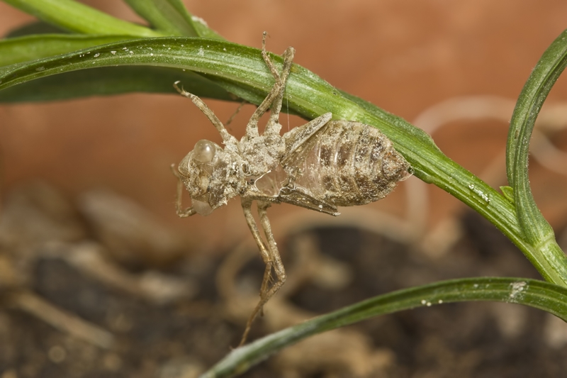 Photographic Guide to Exuviae of European Dragonflies