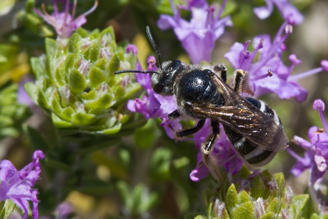 Femmina di Halictus sp. da Malta