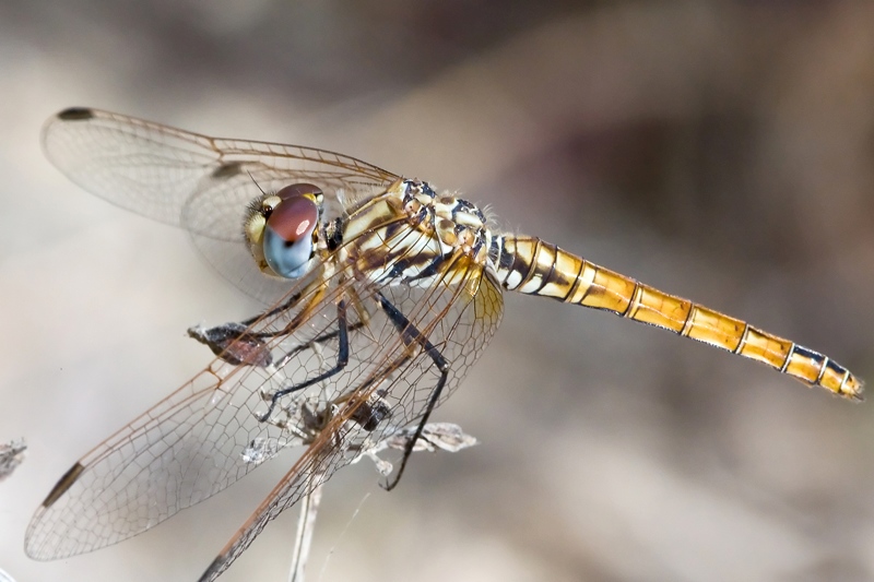 Trithemis annulata