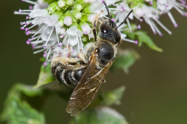 Femmina di Halictus sp. da Malta