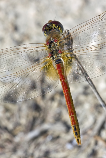 Sympetrum fonscolombii ?