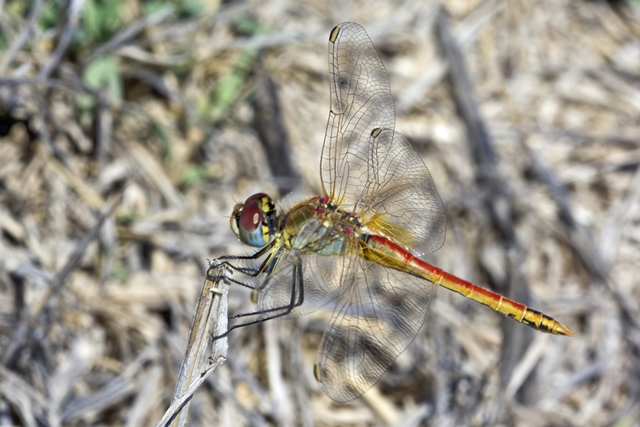 Sympetrum fonscolombii ?