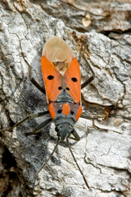 Lygaeidae: Lygaeus creticus di Malta