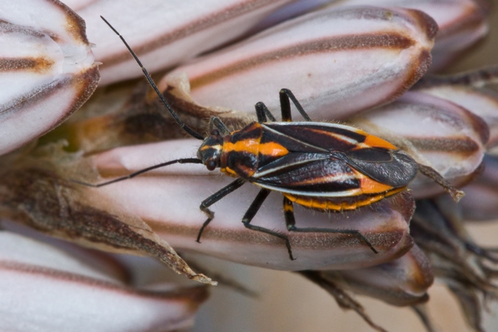 Miridae: Horistus orientalis di Malta