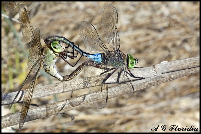 Sympetrum fonscolombii ?