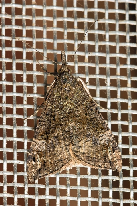 ID Please : Hypena (Hypena) obsitalis