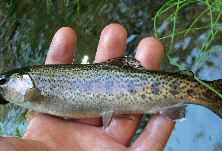 Oncorhynchus mykiss (ex Trota fario?)