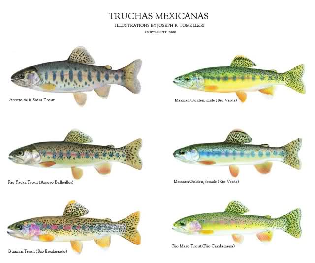 Oncorhynchus mykiss (ex Trota fario?)