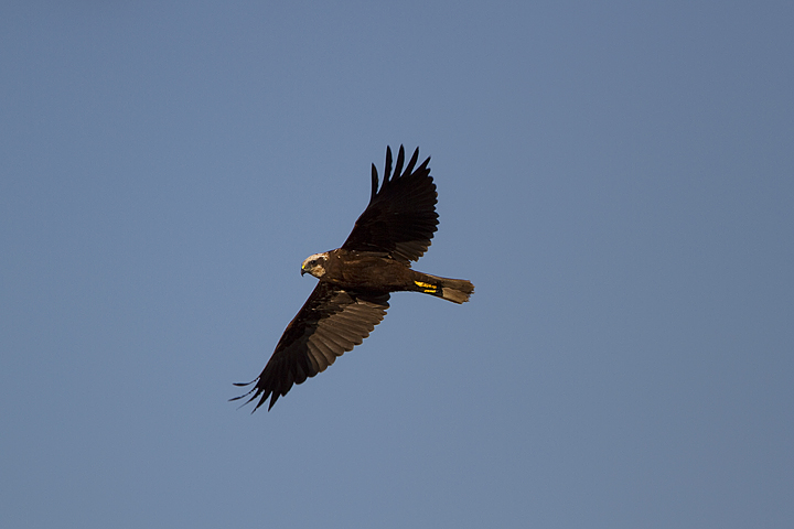 Falco di Palude in perlustrazione