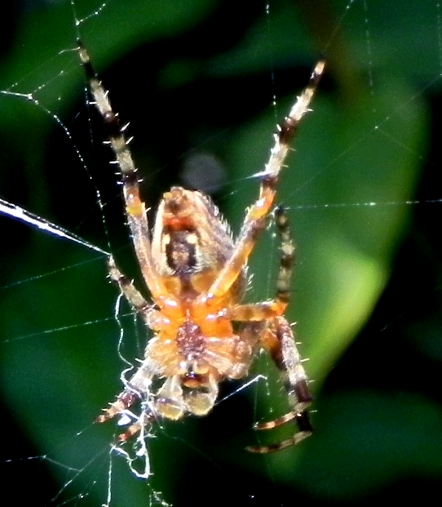 Araneus sp.