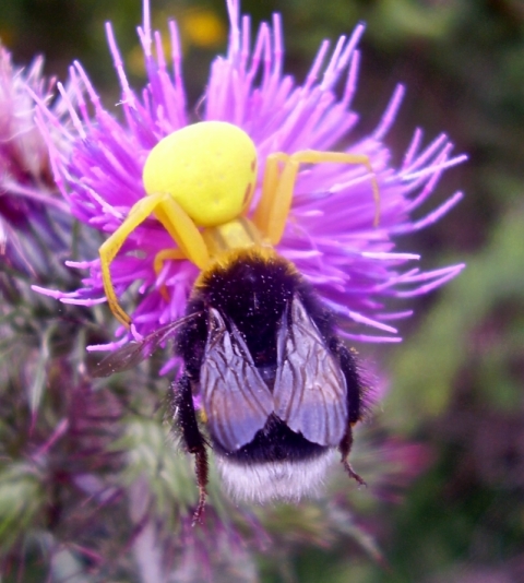 Misumena vatia