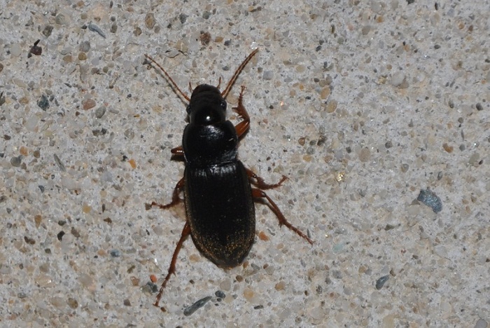 Pseudoophonus rufipes