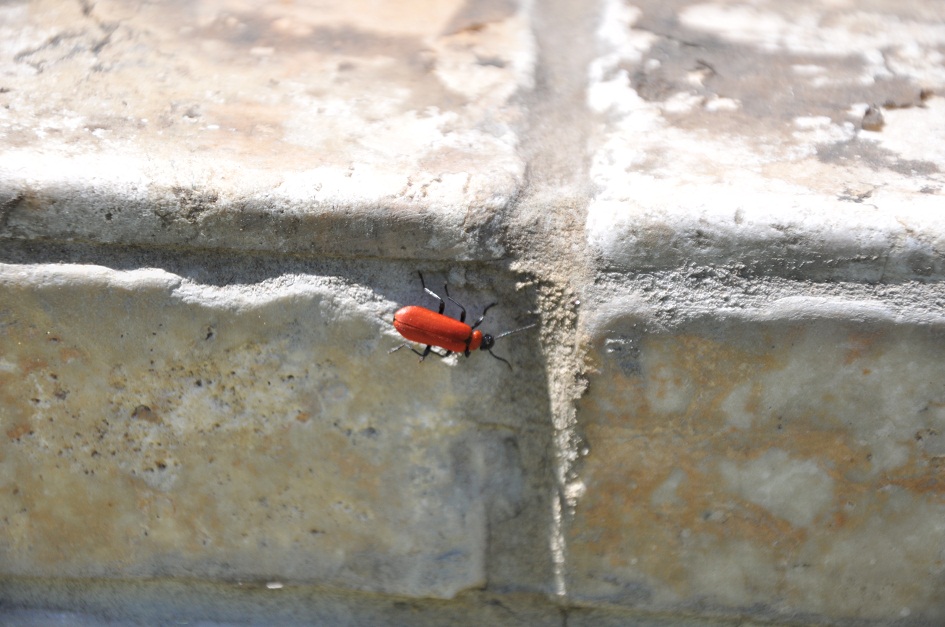 Pyrochroa coccinea