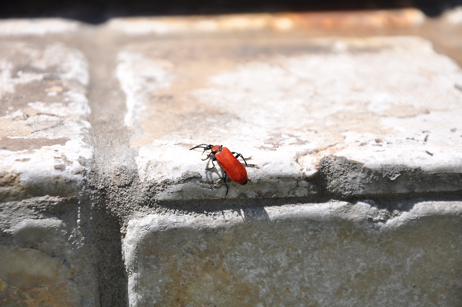 Pyrochroa coccinea