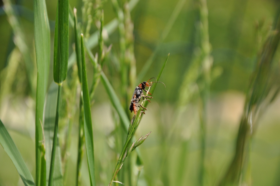 ID Coleottero - Cantharis fusca