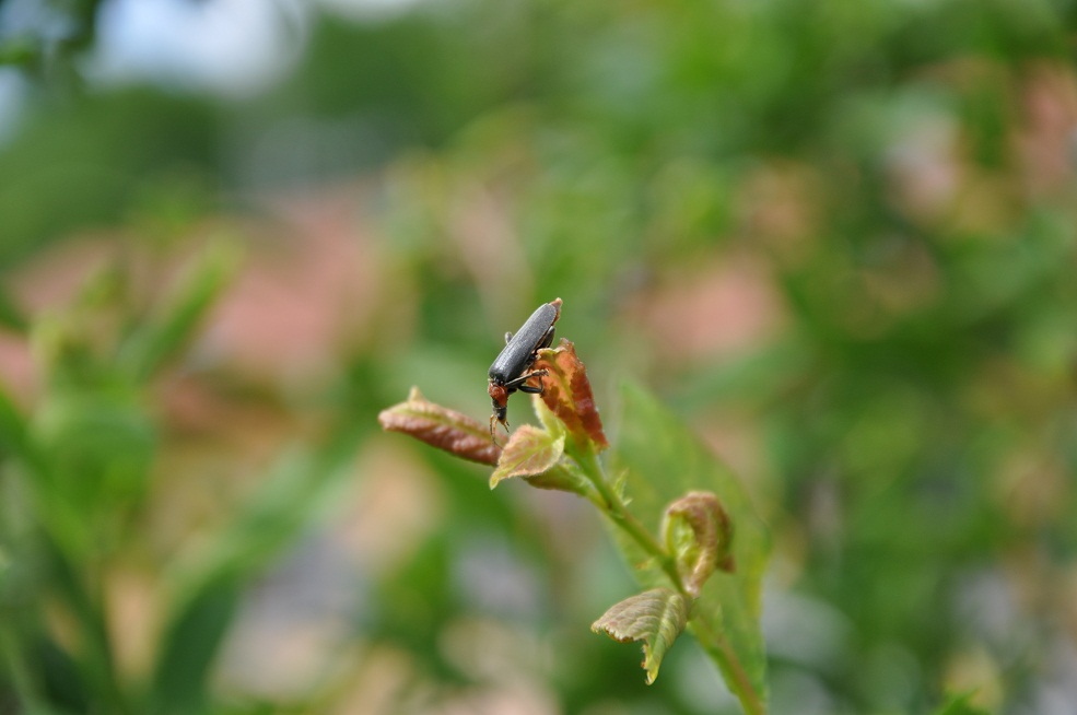 ID Coleottero - Cantharis fusca