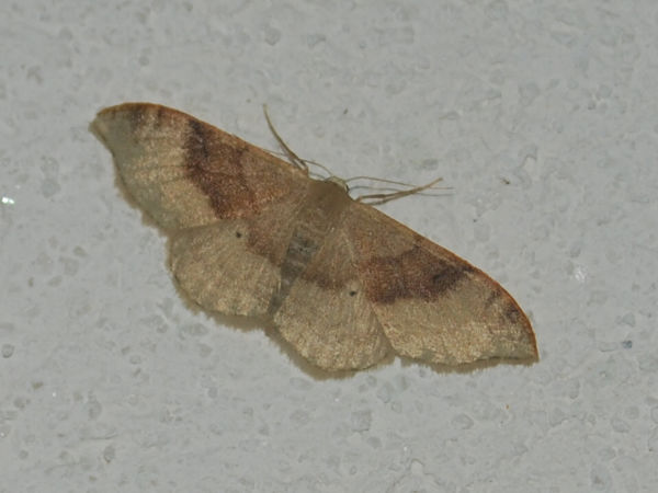 per identificare geometridae