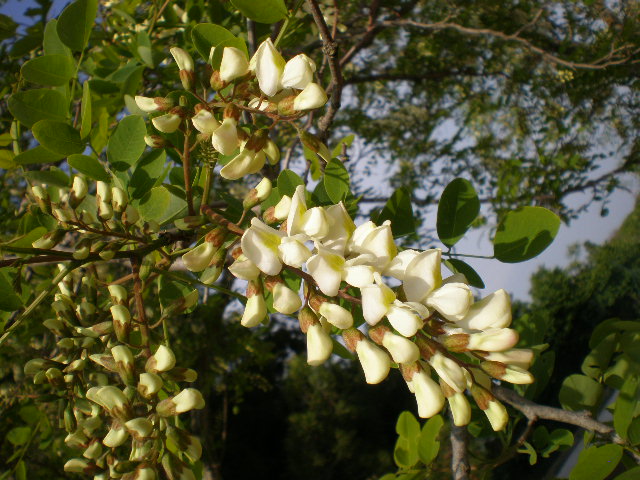 Robinia pseudoacacia / Robinia