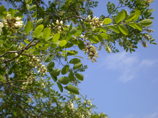 Robinia pseudoacacia / Robinia