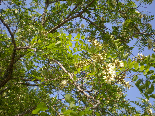 Robinia pseudoacacia / Robinia