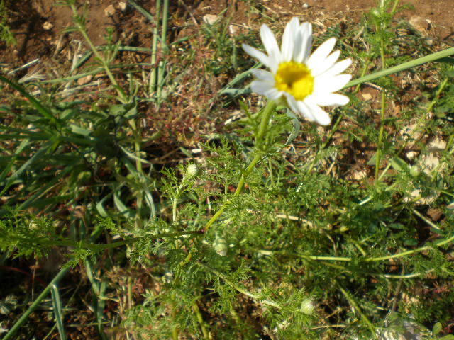 anthemis da determinare