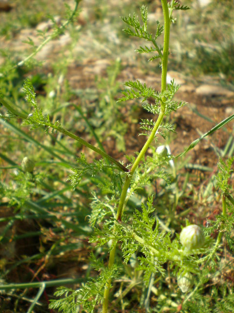 anthemis da determinare