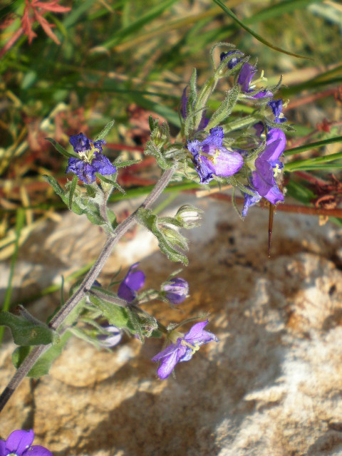 Legousia speculum-veneris e Convolvulus arvensis