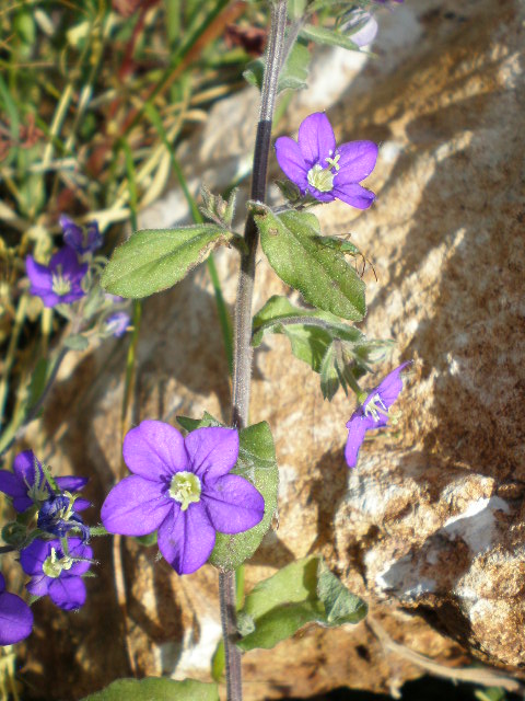 Legousia speculum-veneris e Convolvulus arvensis