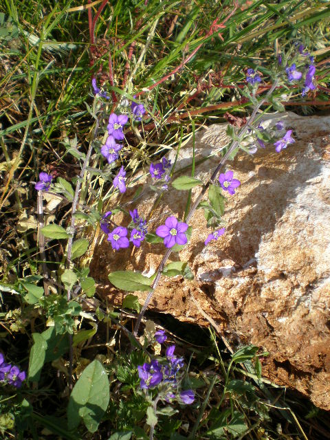 Legousia speculum-veneris e Convolvulus arvensis