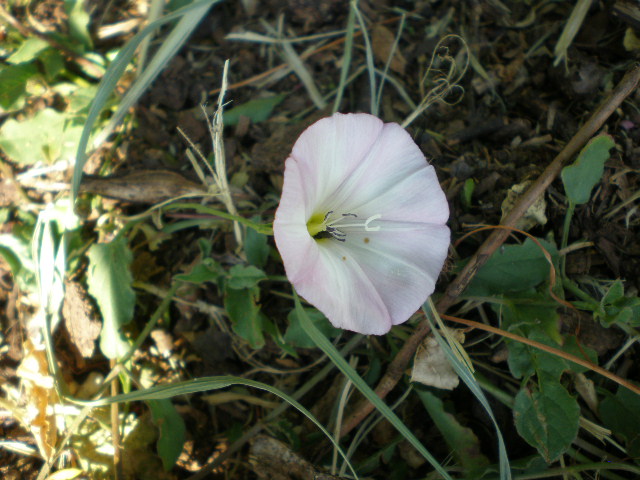 Legousia speculum-veneris e Convolvulus arvensis