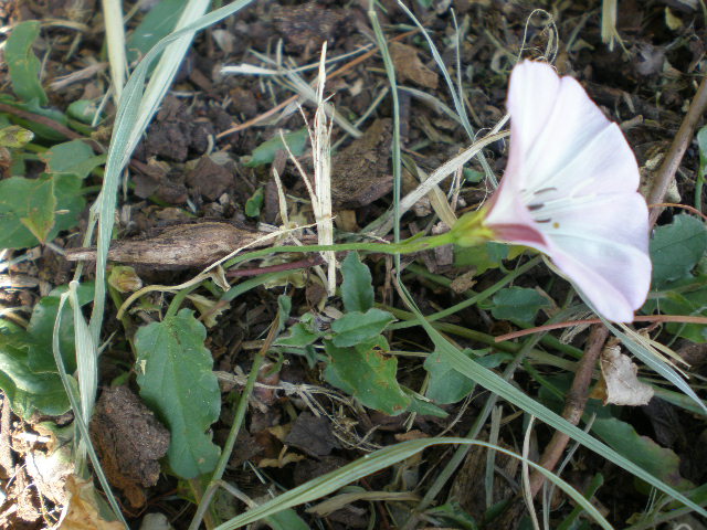 Legousia speculum-veneris e Convolvulus arvensis