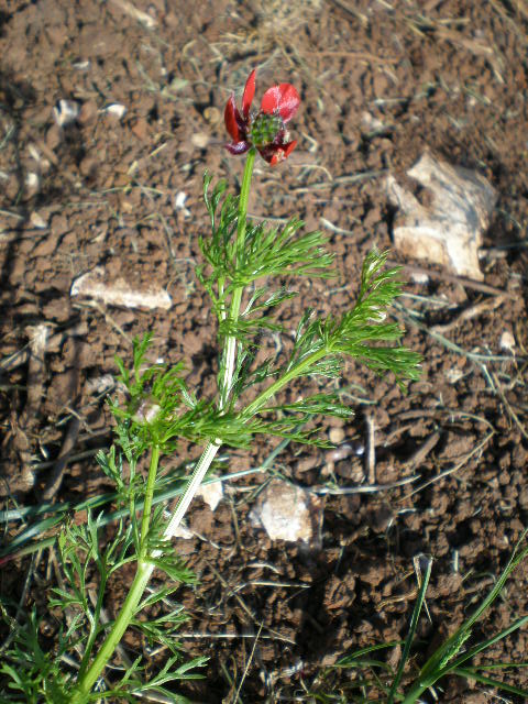 anthemis da determinare