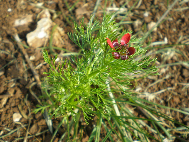 anthemis da determinare